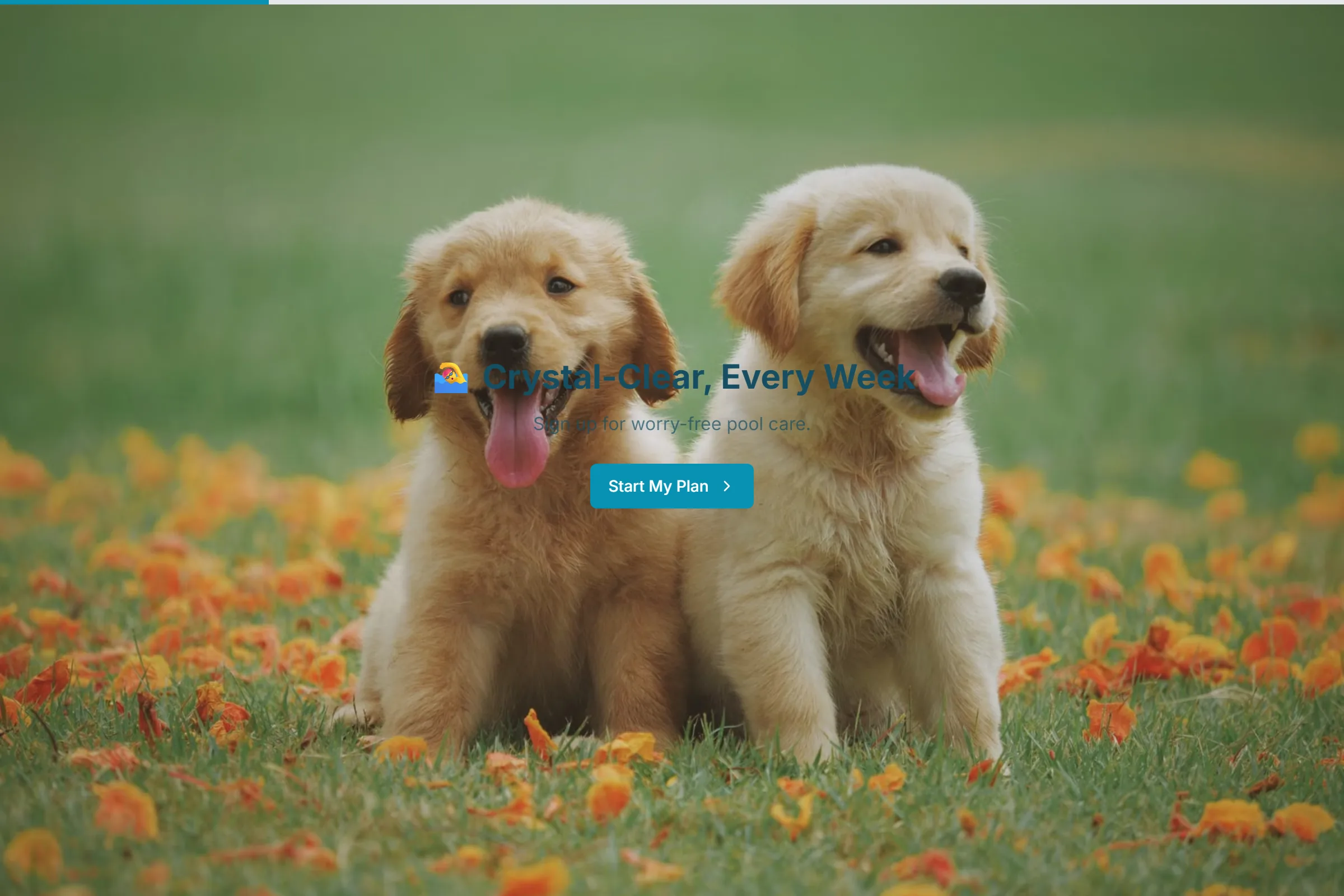 Pool Maintenance Plan Signup template preview